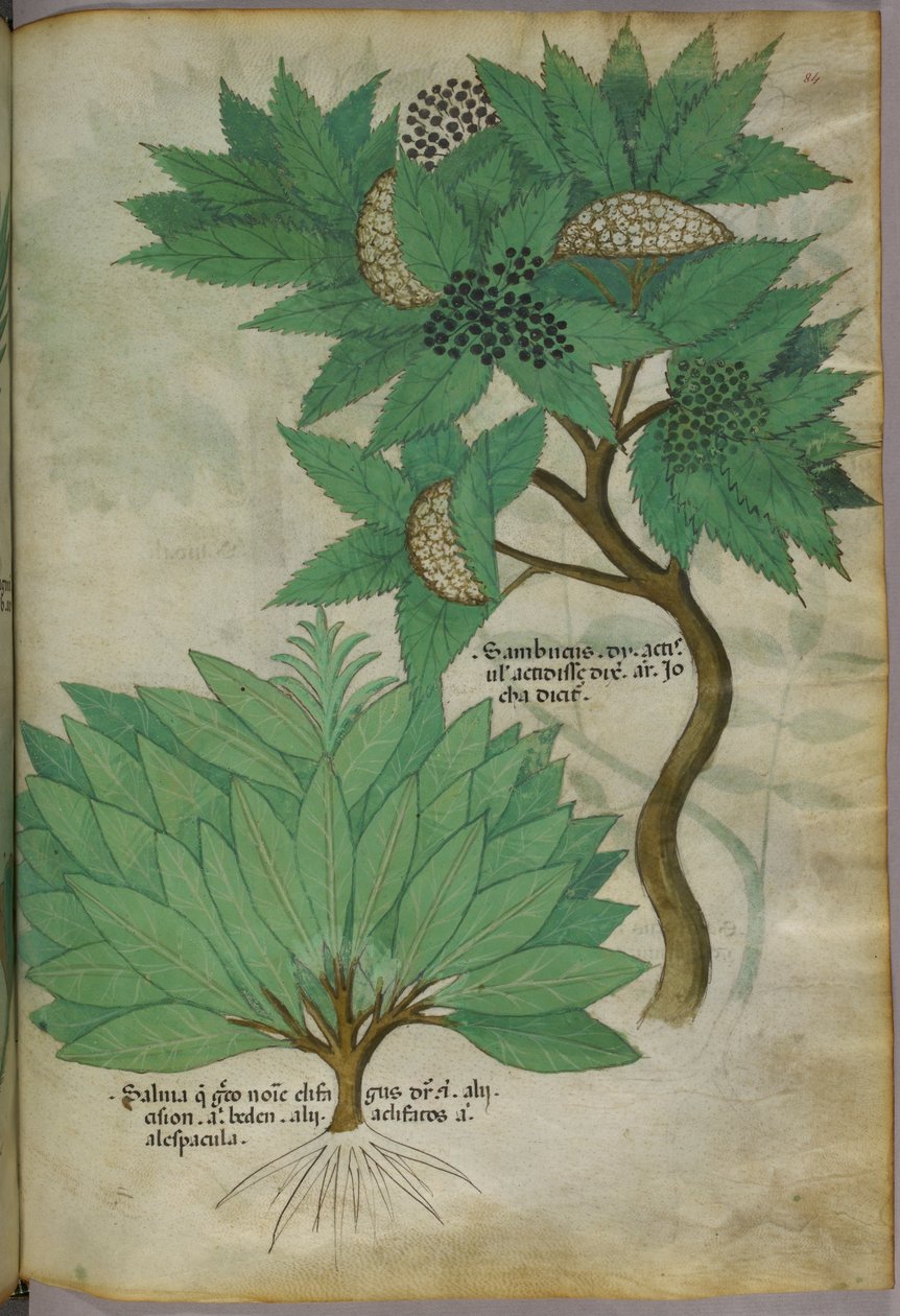 Ilustração botânica, c.1440 (tinta e cor sobre velino) de Italian School
