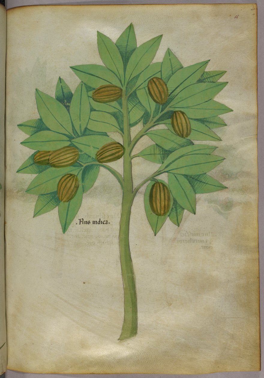 Ilustração botânica, c.1440 (tinta e cor sobre velino) de Italian School