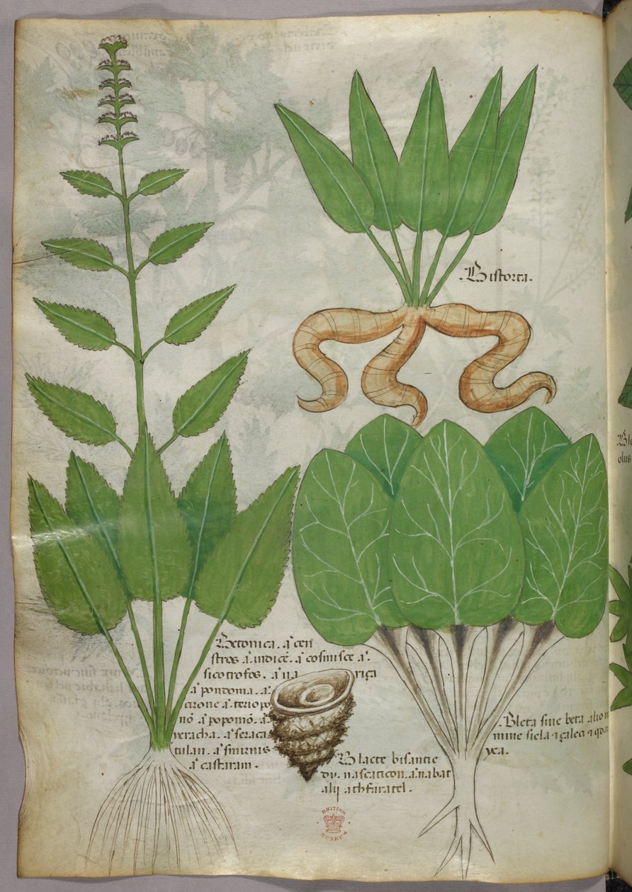 Ilustração botânica, c.1440 (tinta e cor sobre velino) de Italian School