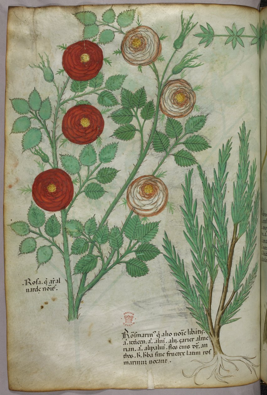 Ilustração botânica, c.1440 (tinta e cor sobre velino) de Italian School