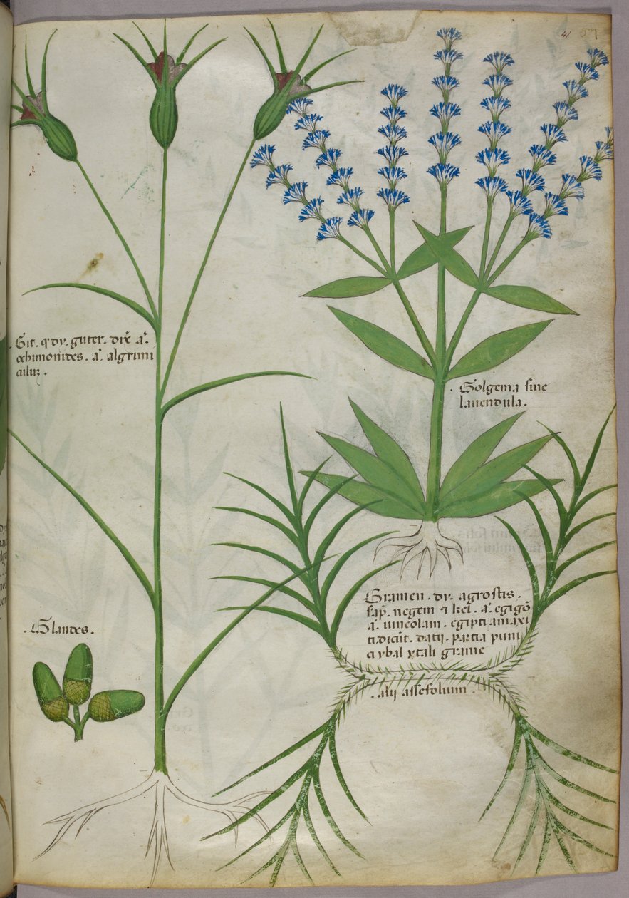 Ilustração botânica, c.1440 (pergaminho), c.1440 (tinta e cor sobre velino) de Italian School