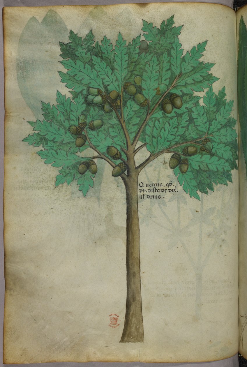 Ilustração botânica de uma árvore de nozes, c.1440 (tinta e cor sobre velino) de Italian School