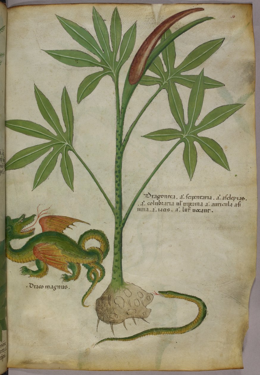 Ilustração botânica de uma planta, um dragão e uma serpente, c.1440 (tinta e cor sobre velino) de Italian School