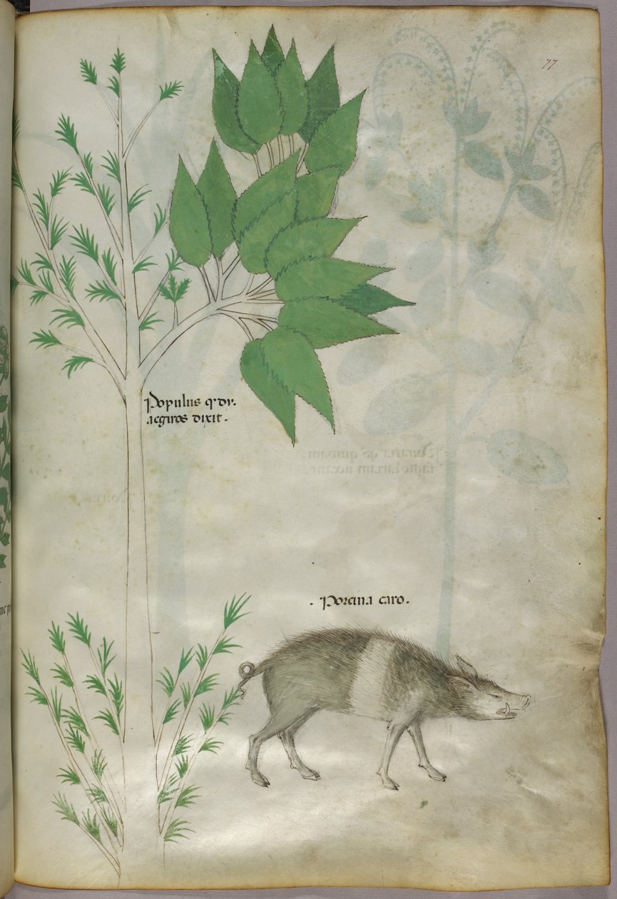 Ilustração botânica de uma planta e de um javali ou porco, com a inscrição "porcina caro", c.1440 (tinta e cor sobre velino) de Italian School