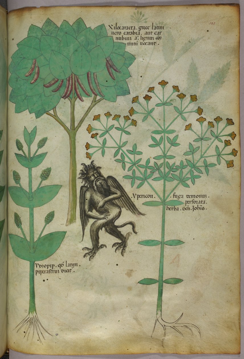Ilustração botânica de uma planta e de um demónio; supõe-se que a erva Ypericon repele os demónios, c.1440 (tinta e cor sobre velino) de Italian School