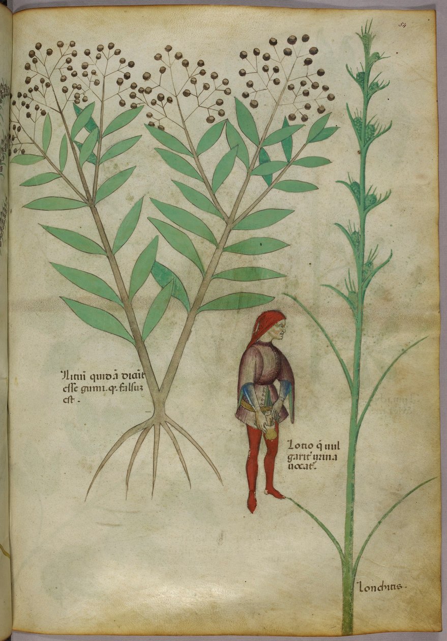 Ilustração botânica de uma planta e um homem urinando em uma panela, c.1440 (tinta e cor no papel) de Italian School