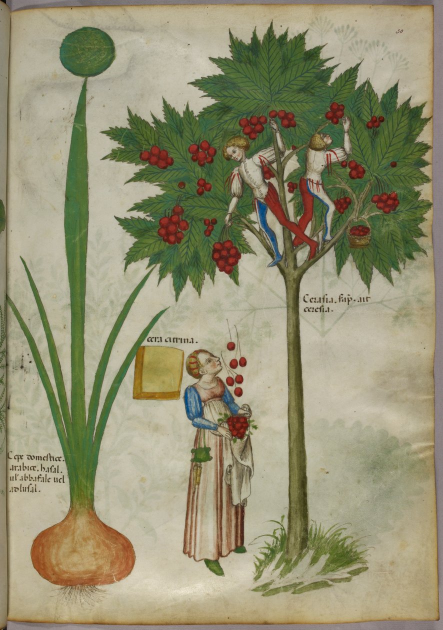 Ilustração botânica de uma planta e de rapazes que se encontram nos ramos de uma árvore de fruto, colhendo frutos e atirando-os a uma mulher que se encontra por baixo, c.1440 (tinta e cor sobre velino) de Italian School