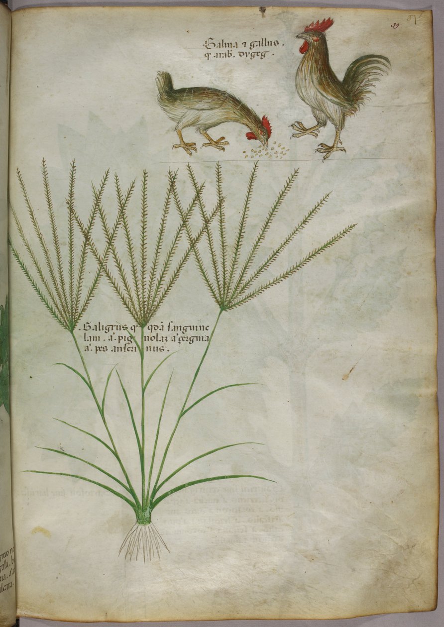 Ilustração botânica de uma planta e dois galos, c.1440 (tinta e cor sobre velino) de Italian School