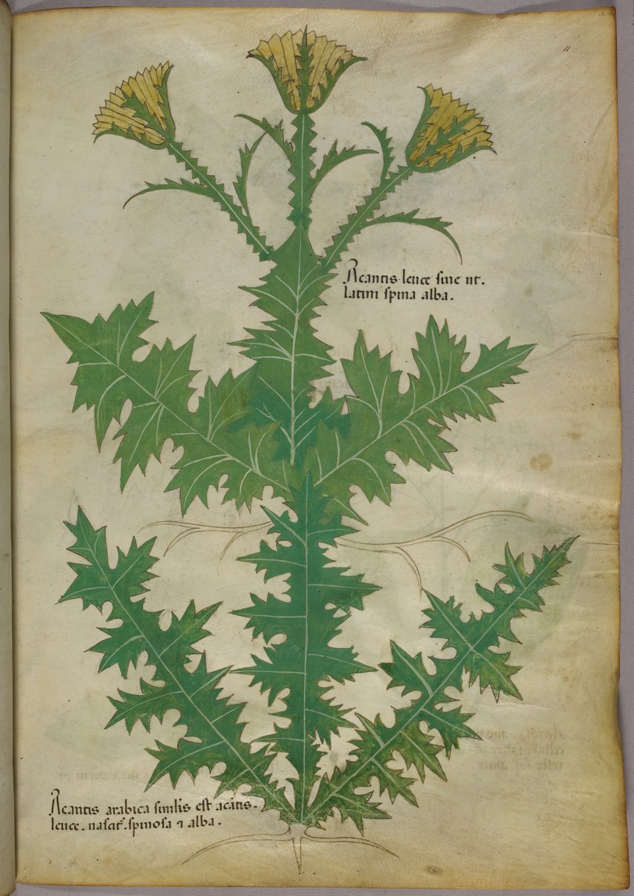 Ilustração botânica de uma planta, c.1440 (tinta e cor sobre velino) de Italian School