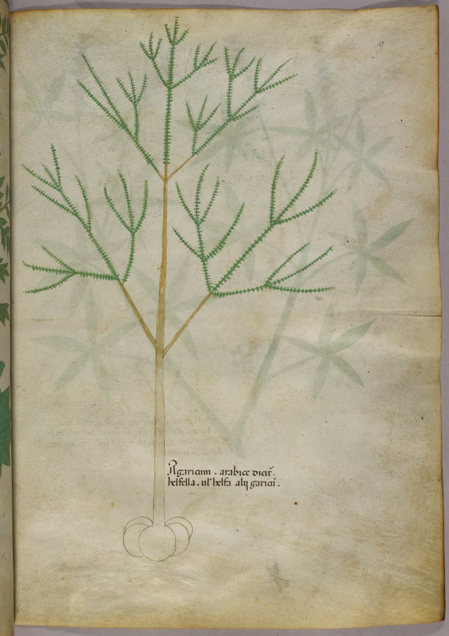 Ilustração botânica de uma planta, c.1440 (tinta e cor sobre velino) de Italian School