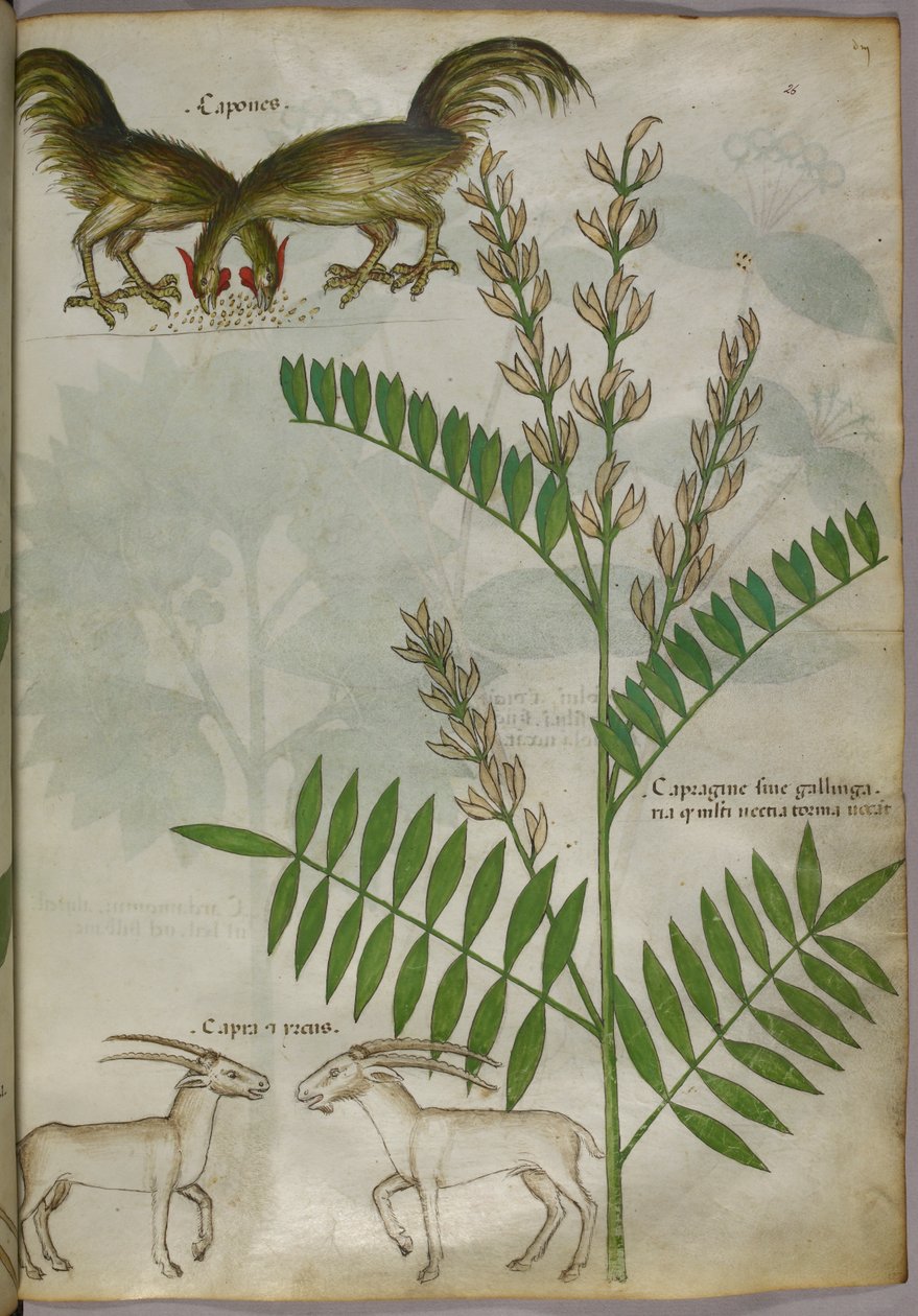 Ilustração botânica de uma planta, duas cabras e dois pássaros, c.1440 (tinta e cor sobre velino) de Italian School