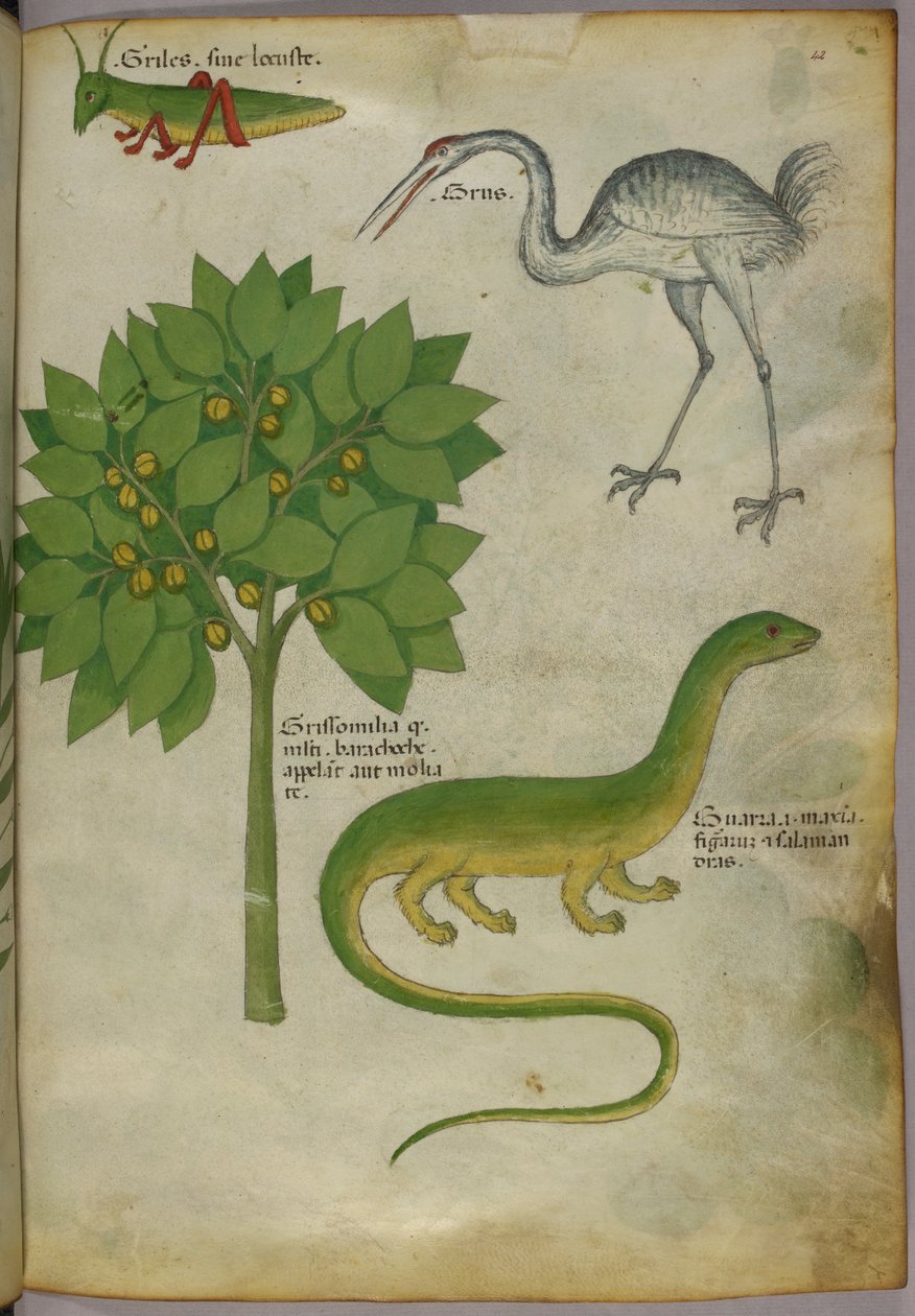 Ilustração botânica de uma planta, com um grilo, um grou e uma salamandra, c.1440 (tinta e cor sobre velino) de Italian School
