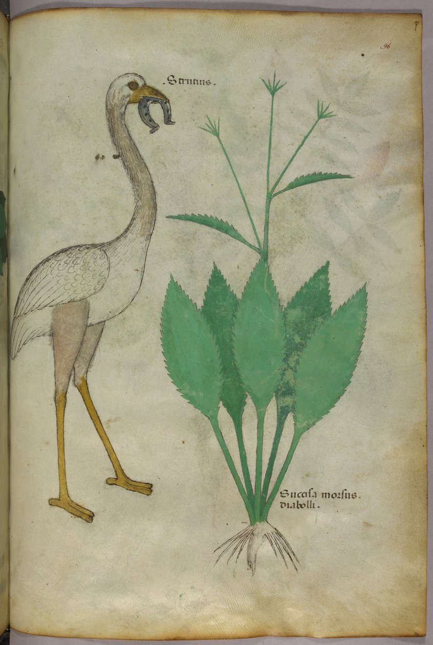 Ilustração botânica de uma planta com uma ave semelhante a um flamingo, c.1440 (tinta e cor sobre velino) de Italian School