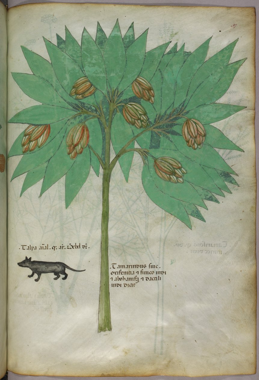 Ilustração botânica de uma planta com um animal, c.1440 (tinta e cor sobre velino) de Italian School
