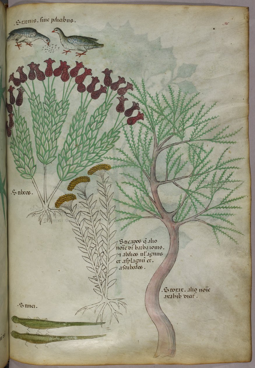 Ilustração botânica de uma planta com aves e insectos, c.1440 (tinta e cor sobre velino) de Italian School