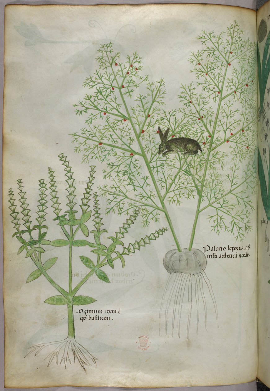 Ilustração botânica de uma planta de manjericão doce [ocimum] e de uma lebre entre espargos [palatio leporis], c.1440 (tinta e cor sobre velino) de Italian School