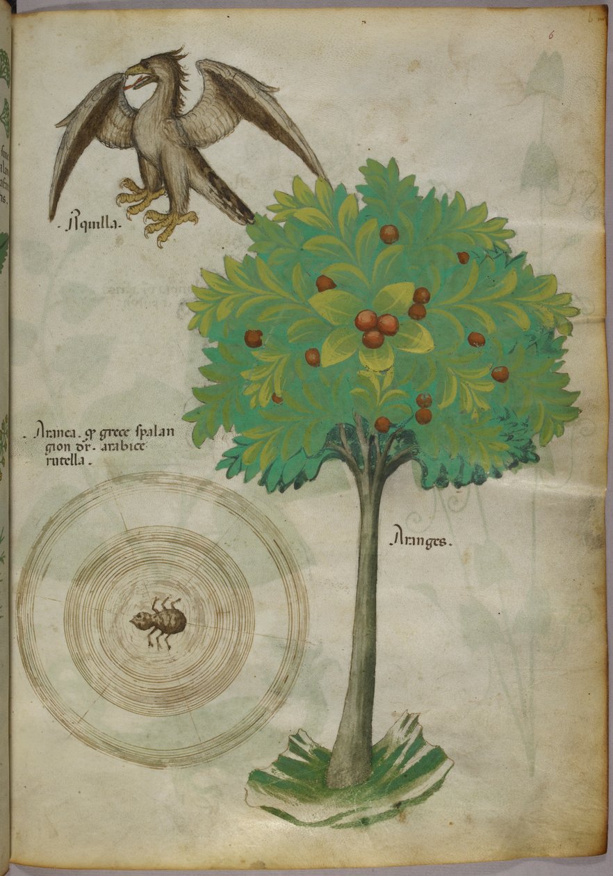 Ilustração botânica de uma árvore, uma teia de aranha e uma águia, c.1440 (tinta e cor sobre velino) de Italian School