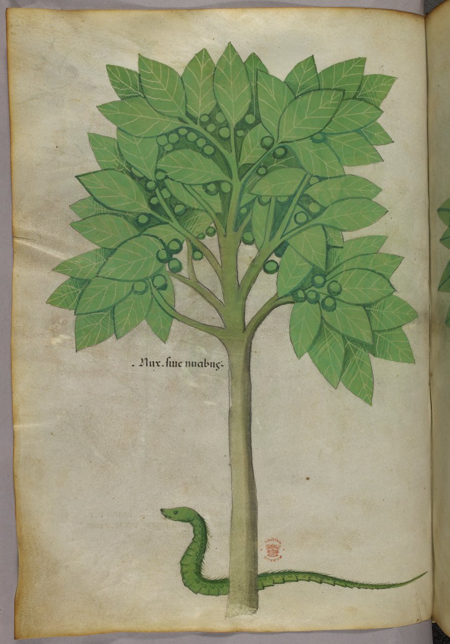 Ilustração botânica de uma árvore e uma serpente, c.1440 (tinta e cor ...