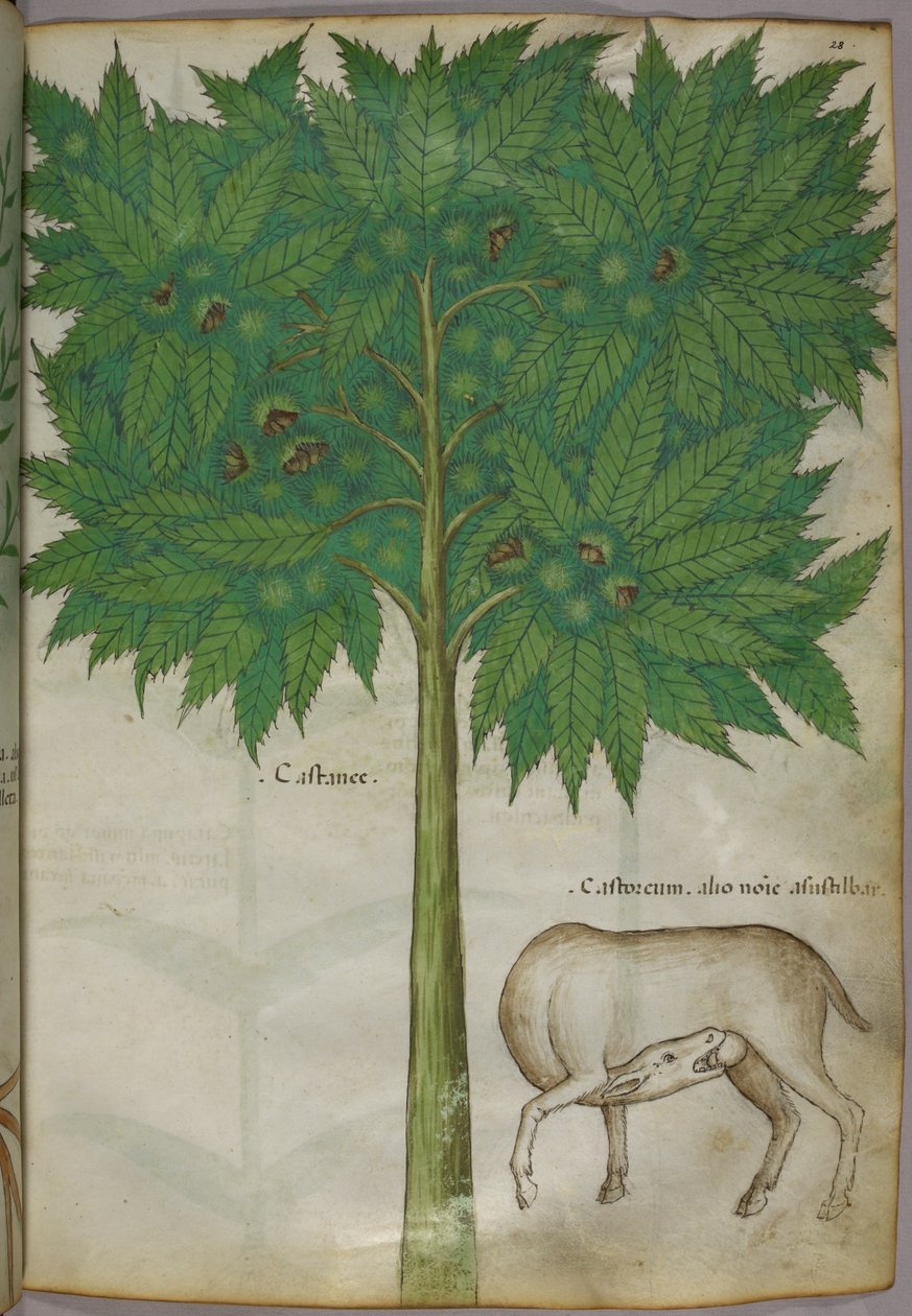 Ilustração botânica de uma árvore e um animal, c.1440 (tinta e cor sobre velino) de Italian School