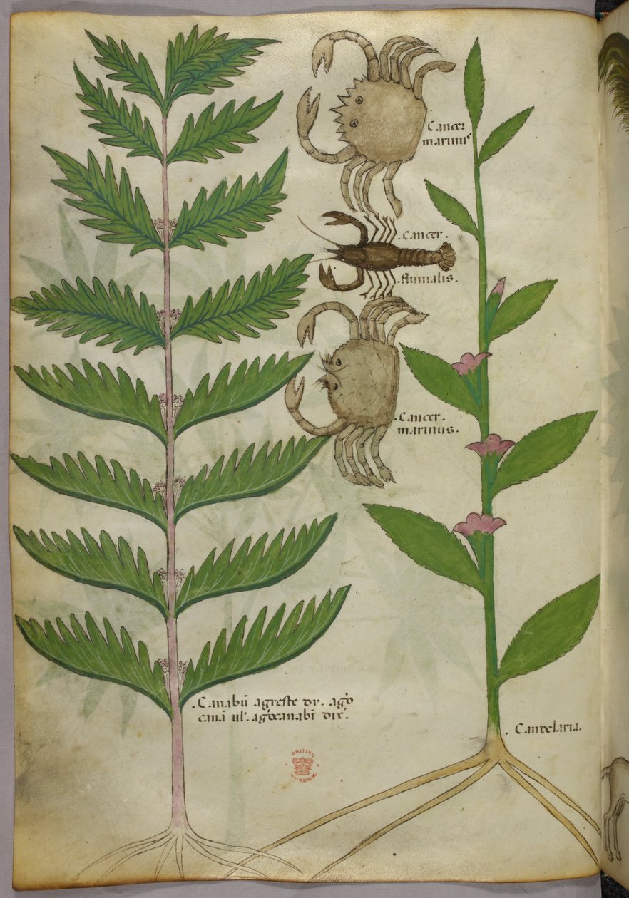 Ilustração botânica de caranguejos e um escorpião, c.1440 (tinta e cor sobre velino) de Italian School