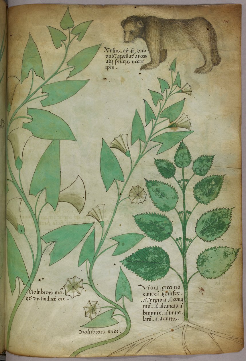 Ilustração botânica de uma planta com um urso, c.1440 (tinta e cor sobre velino) de Italian School