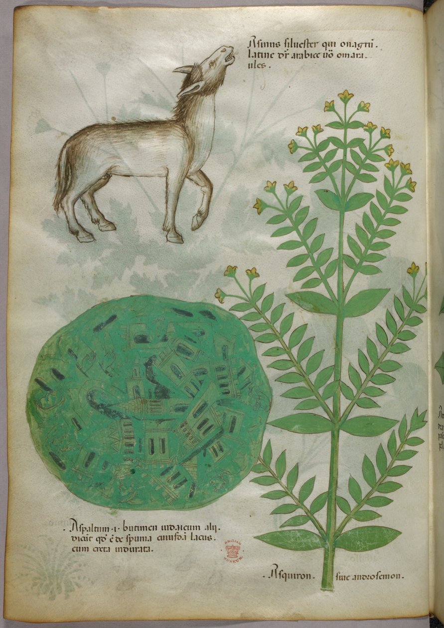 Ilustração botânica de uma planta com um cavalo, c.1440 (tinta e cor sobre velino) de Italian School