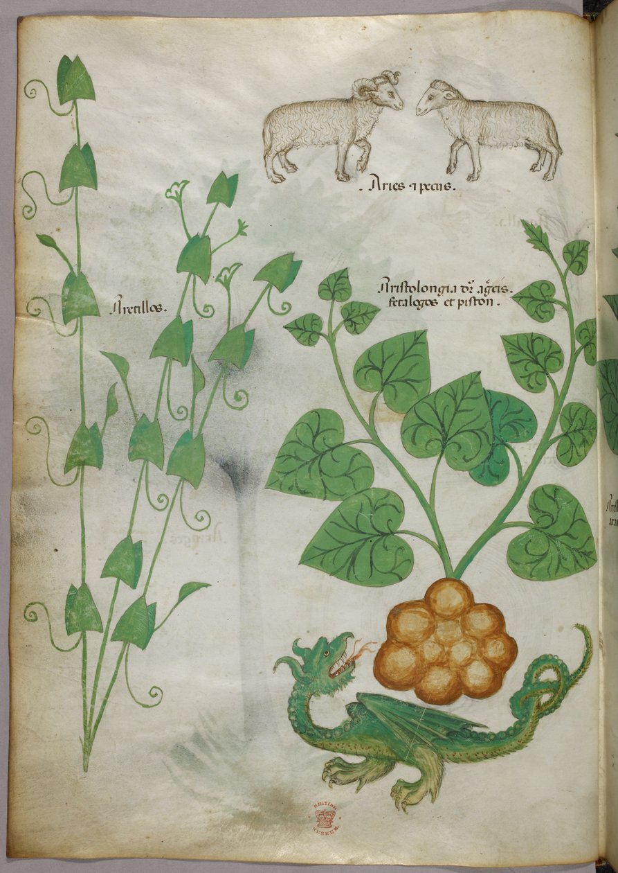 Ilustração botânica de plantas, um dragão e ovelhas, c.1440 (tinta e cor sobre velino) de Italian School