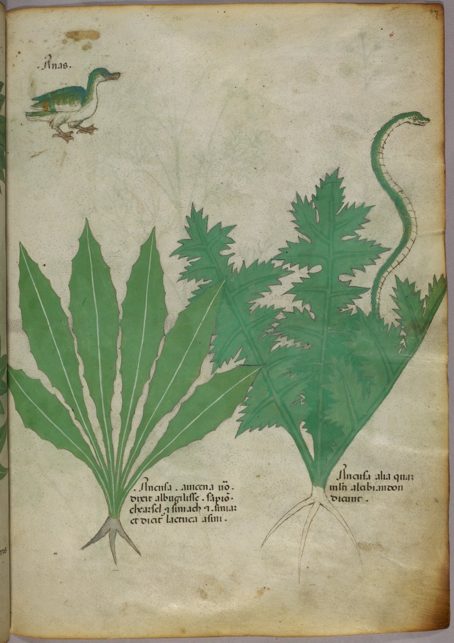 Ilustração botânica de plantas, uma cobra e um pato, c.1440 (tinta e cor sobre velino) de Italian School