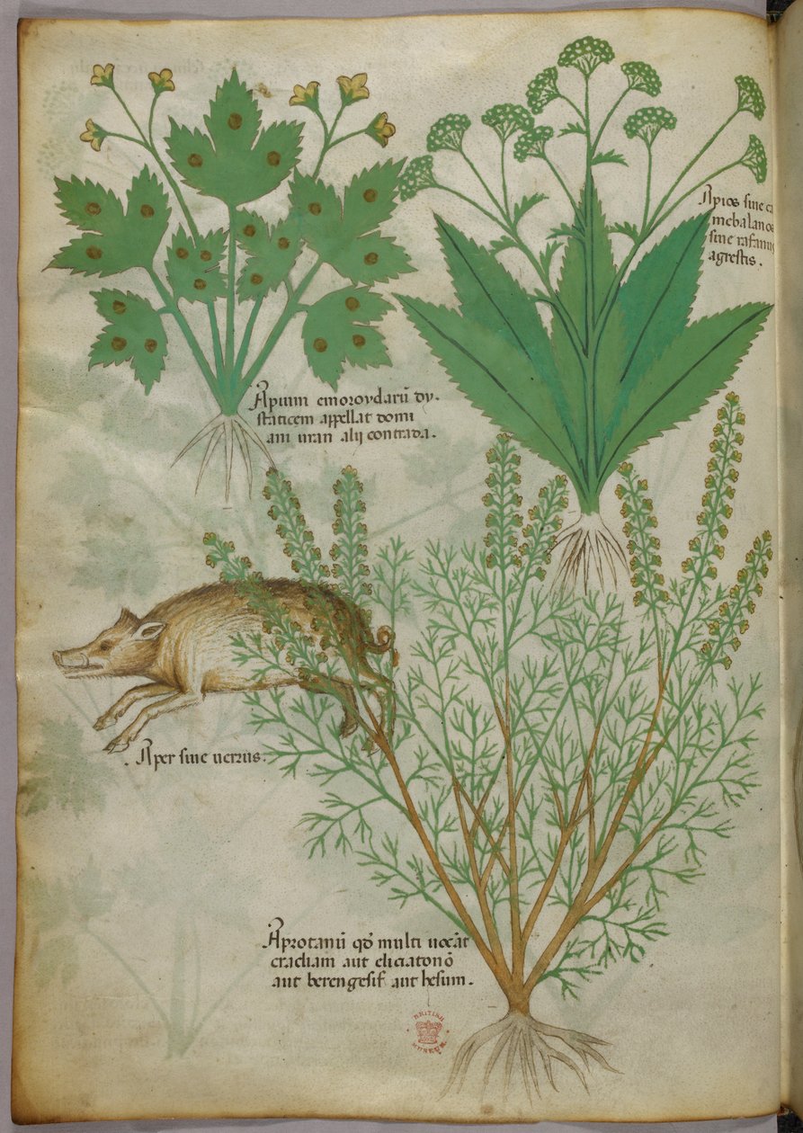 Ilustração botânica de plantas e um javali, c.1440 (tinta e cor sobre velino) de Italian School