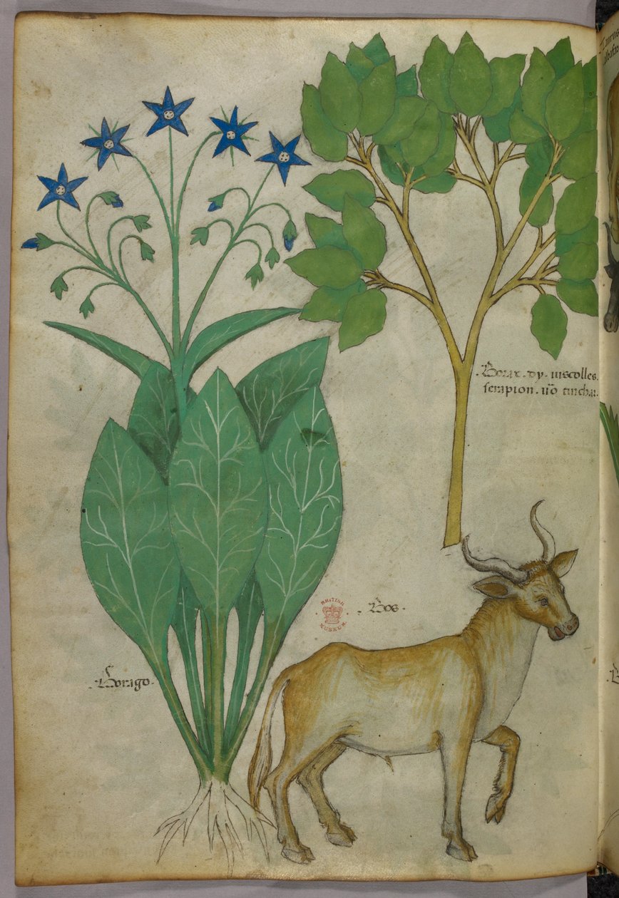 Ilustração botânica de plantas e um touro, c.1440 (tinta e cor sobre velino) de Italian School