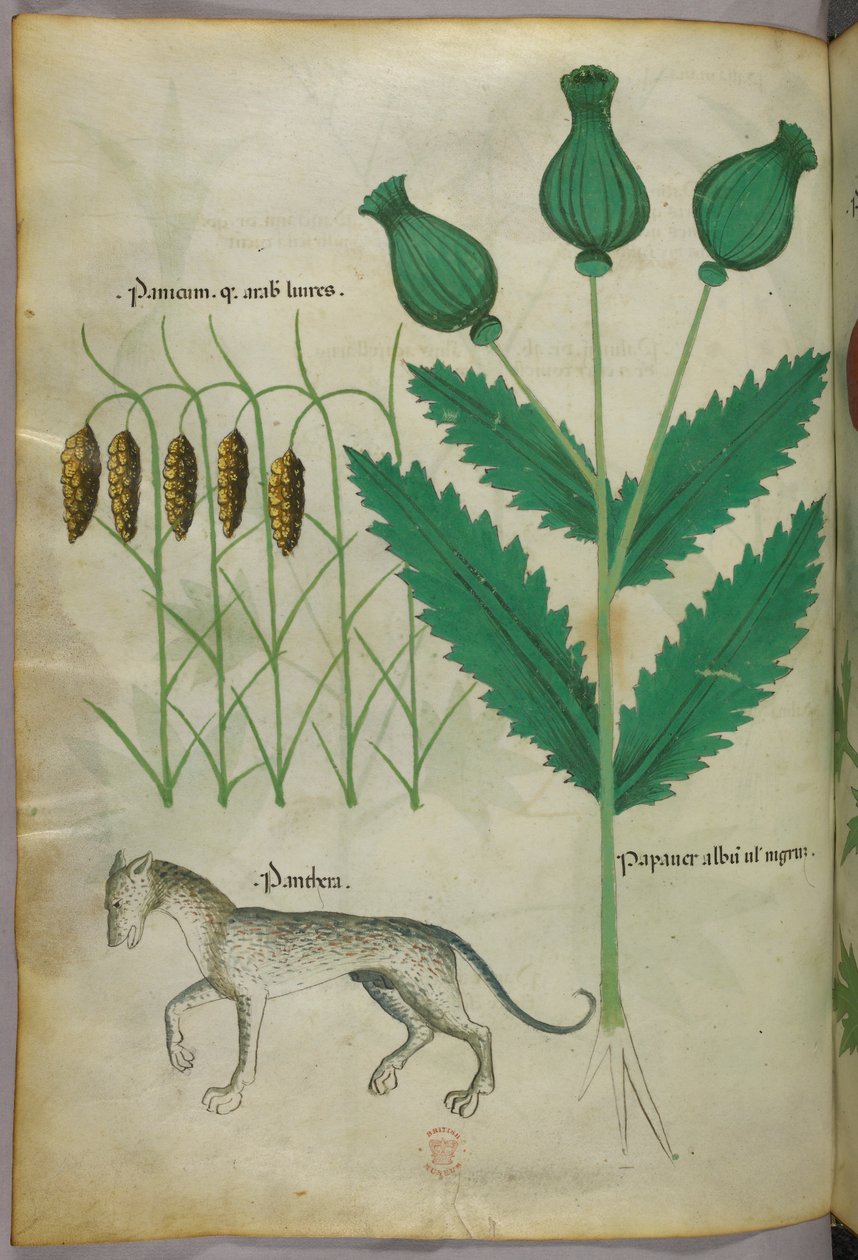Ilustração botânica de plantas e uma pantera, c.1440 (tinta e cor sobre velino) de Italian School