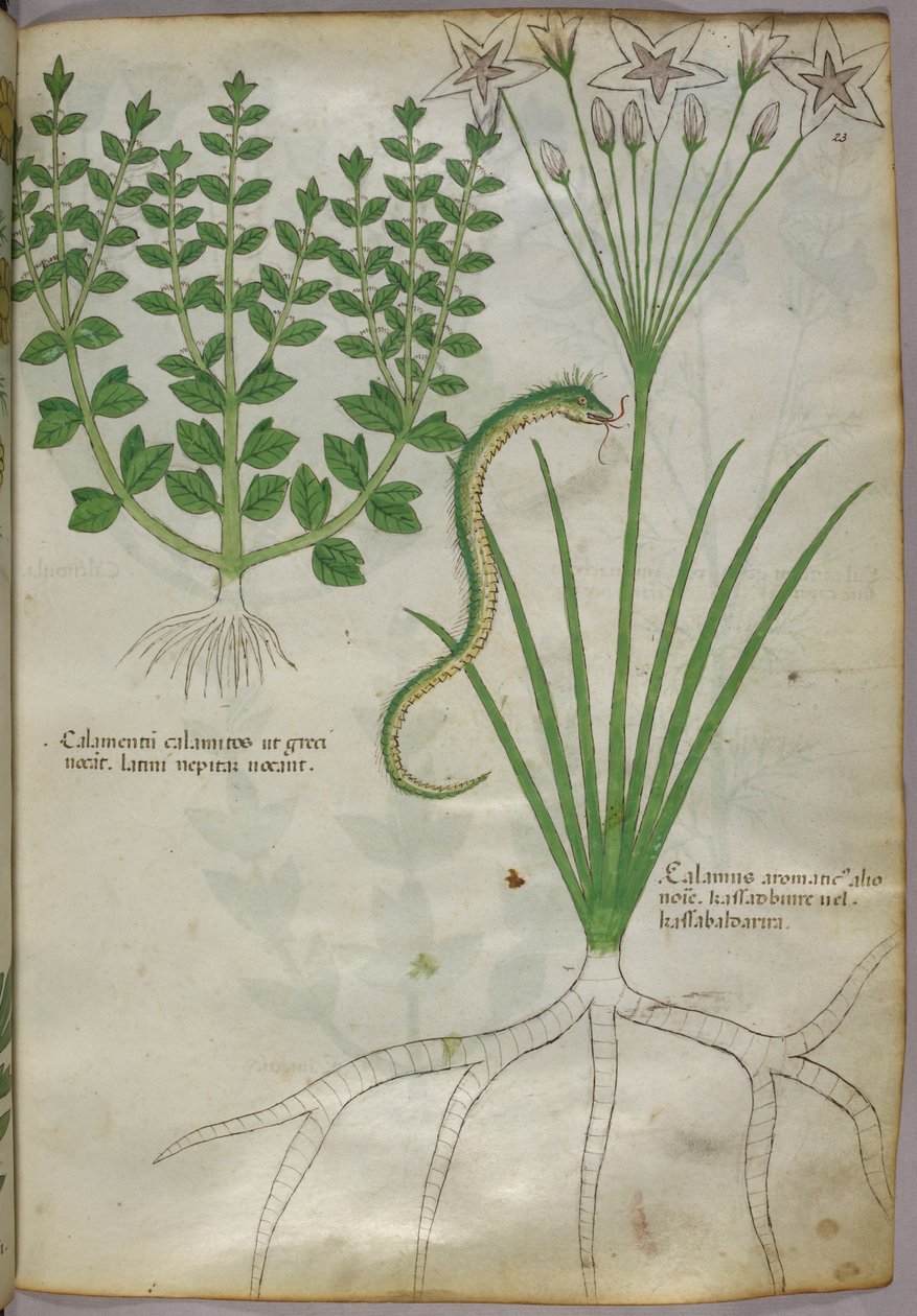 Ilustração botânica de plantas e uma serpente, c.1440 (tinta e cor sobre velino) de Italian School