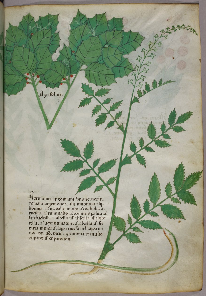 Ilustração botânica de plantas e uma serpente, c.1440 (tinta e cor sobre velino) de Italian School