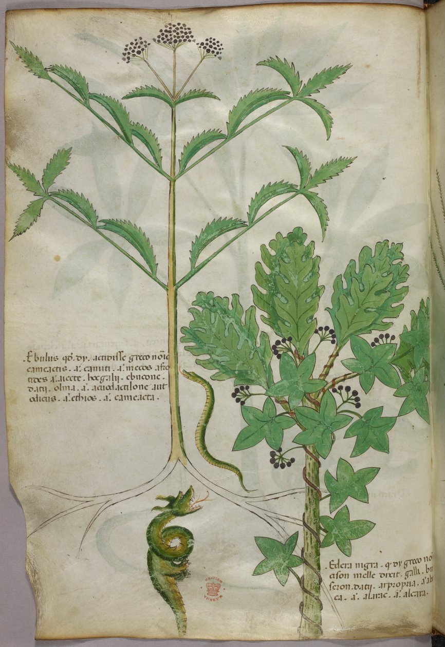 Ilustração botânica de plantas e uma serpente, c.1440 (tinta e cor sobre velino) de Italian School