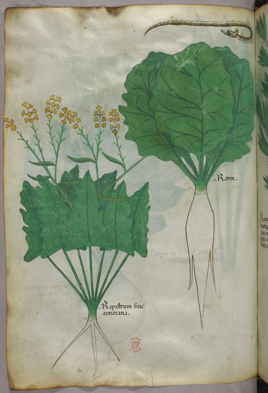 Ilustração botânica de plantas e uma serpente, c.1440 (tinta e cor sobre velino) de Italian School