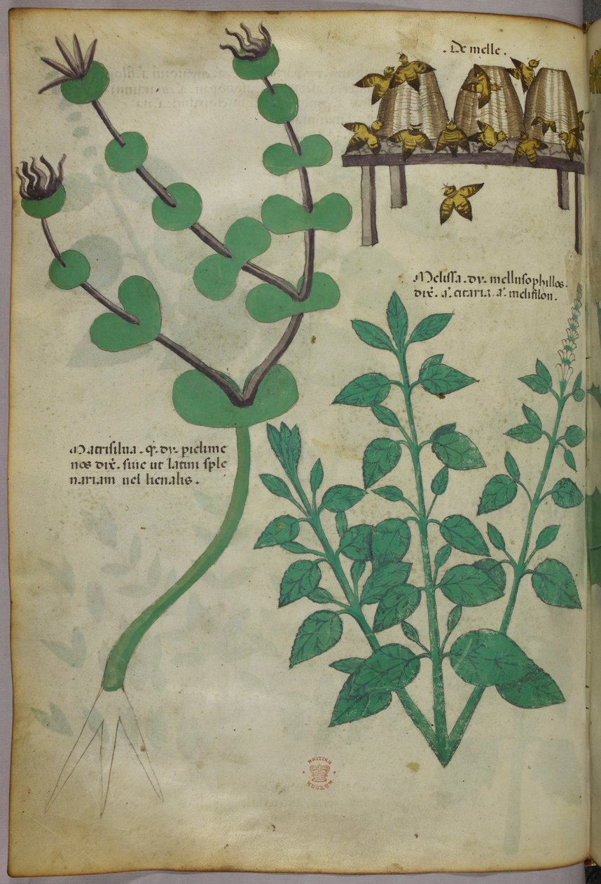 Ilustração botânica de plantas e colmeias com abelhas, c.1440 (tinta e cor sobre velino) de Italian School