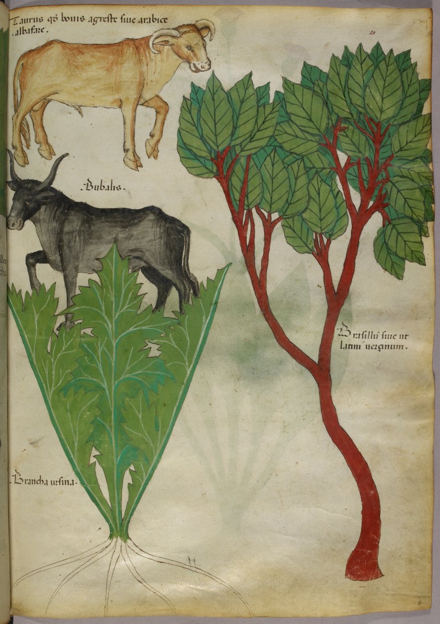 Ilustração botânica de plantas e touros, c.1440 (tinta e cor sobre velino) de Italian School