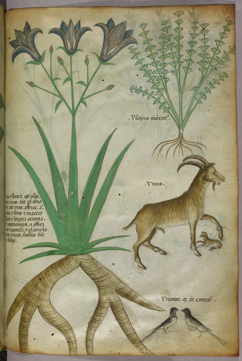 Ilustração botânica de plantas, aves e cabras, c.1440 (tinta e cor sobre velino) de Italian School