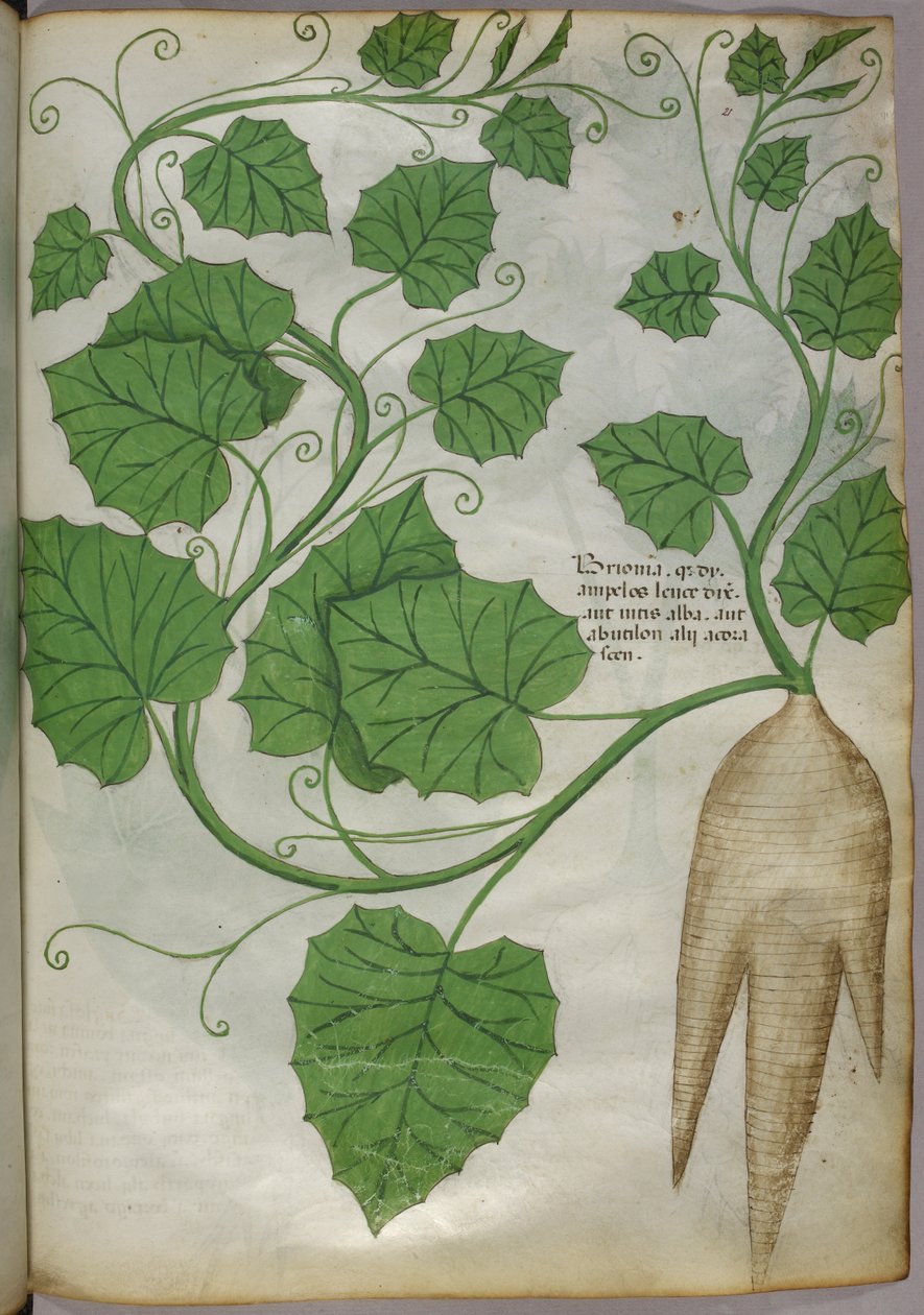 Ilustração botânica de plantas, c.1440 (tinta e cor sobre velino) de Italian School
