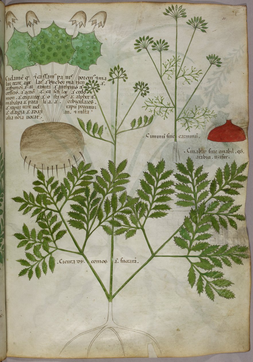 Ilustração botânica de plantas, c.1440 (tinta e cor sobre velino) de Italian School