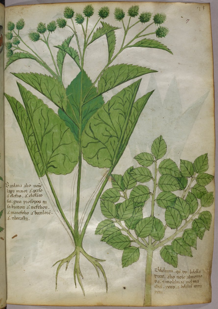 Ilustração botânica de plantas, c.1440 (tinta e cor sobre velino) de Italian School