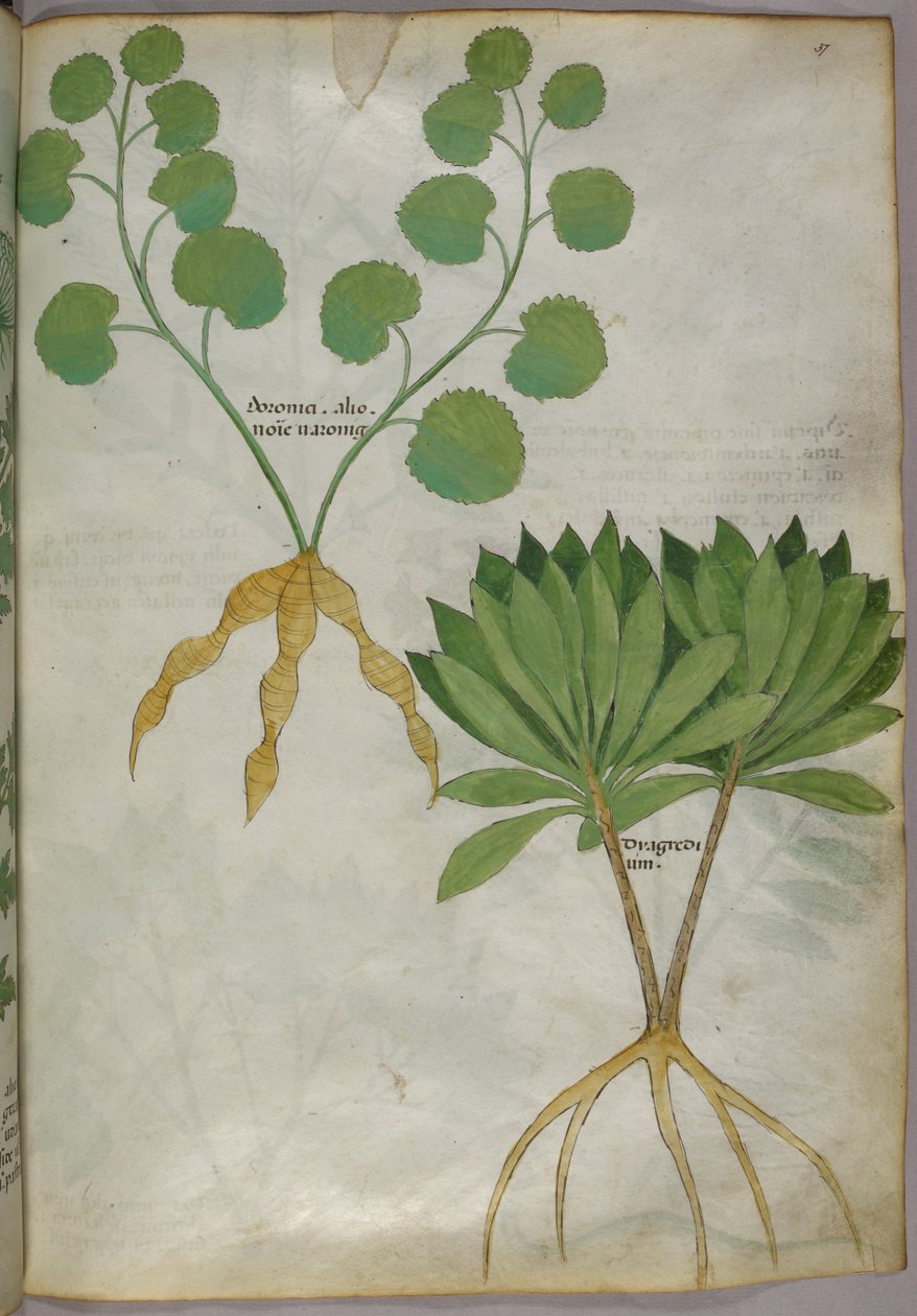 Ilustração botânica de plantas, c.1440 (tinta e cor sobre velino) de Italian School
