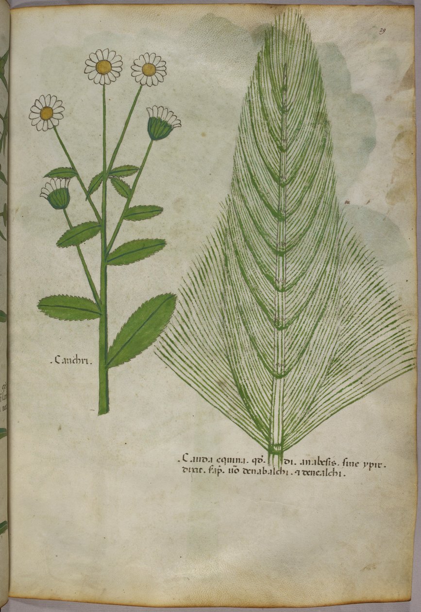 Ilustração botânica de plantas, c.1440 (tinta e cor sobre velino) de Italian School