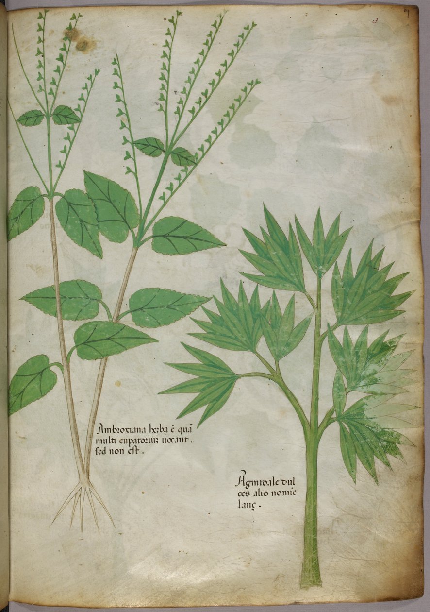Ilustração botânica de plantas, c.1440 (tinta e cor sobre velino) de Italian School