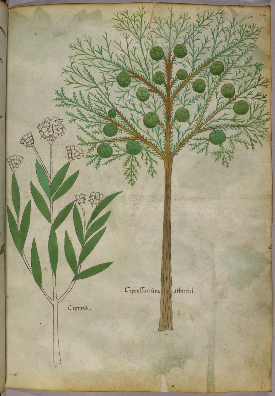 Ilustração botânica de plantas, c.1440 (tinta e cor sobre velino) de Italian School
