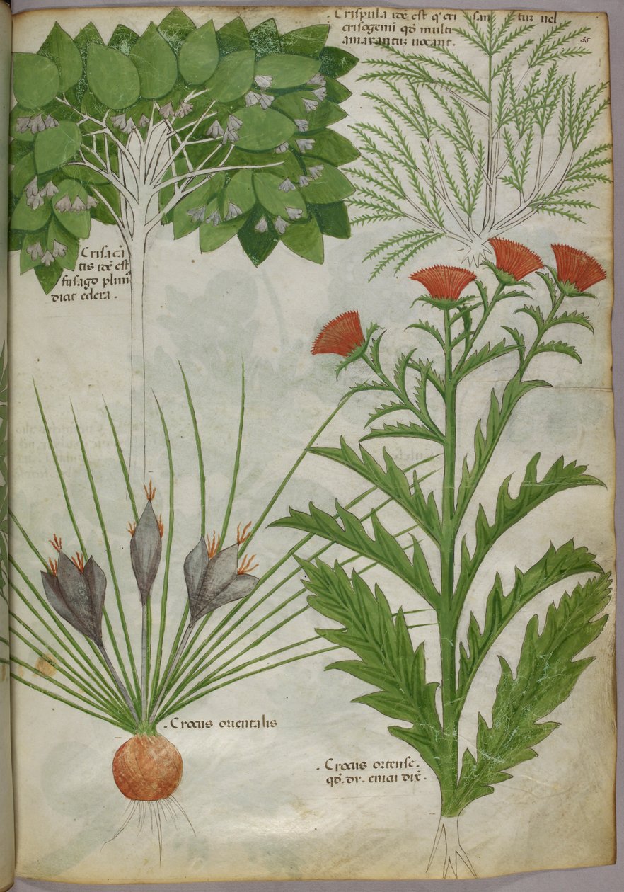 Ilustração botânica de plantas, c.1440 (tinta e cor sobre velino) de Italian School