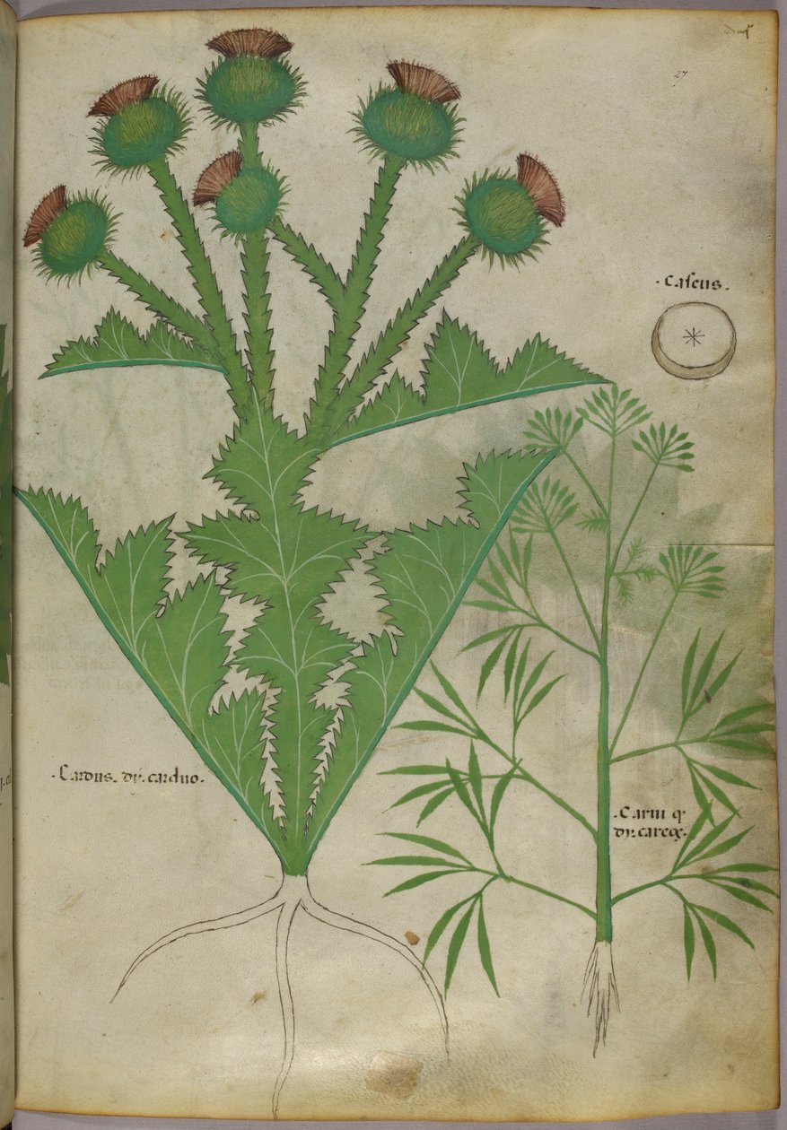 Ilustração botânica de plantas, c.1440 (tinta e cor sobre velino) de Italian School