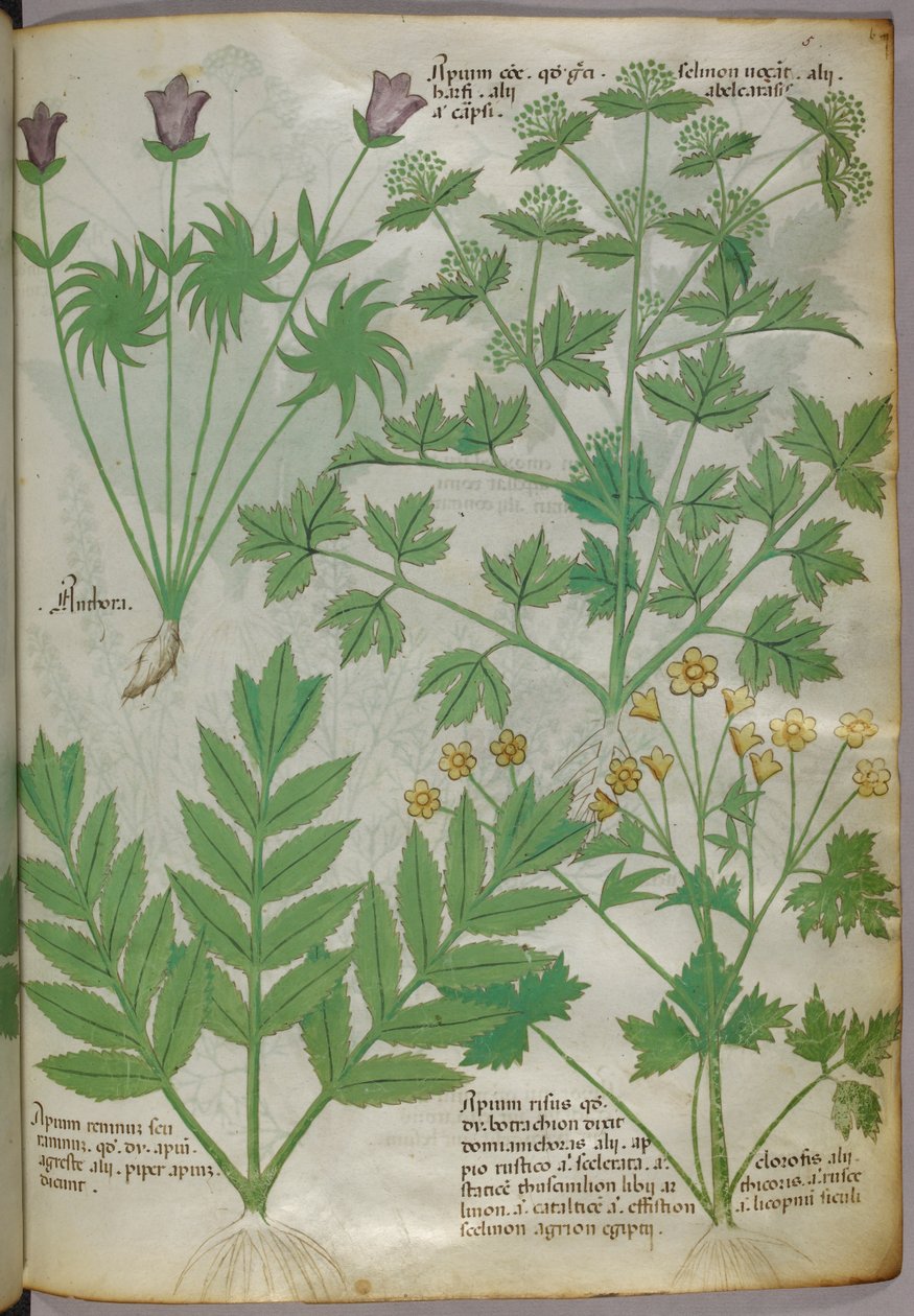 Ilustração botânica de plantas, c.1440 (tinta e cor sobre velino) de Italian School