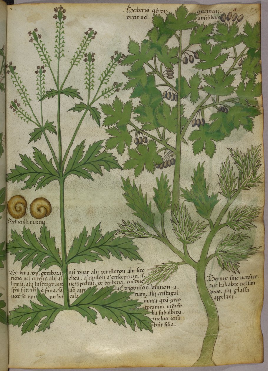 Ilustração botânica de plantas, c.1440 (tinta e cor sobre velino) de Italian School