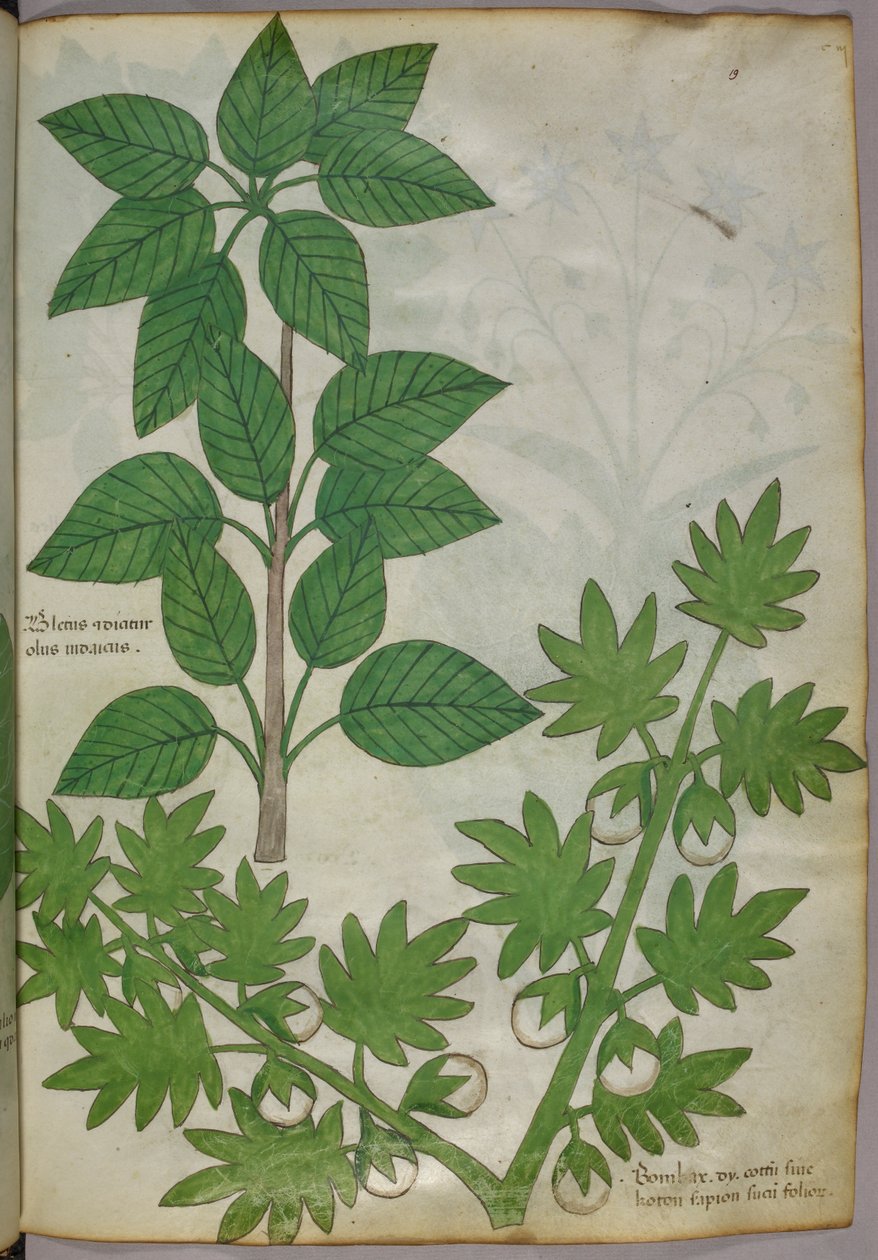 Ilustração botânica de plantas, c.1440 (tinta e cor sobre velino) de Italian School